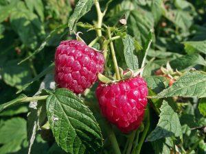 grow a fruitful raspberry bush