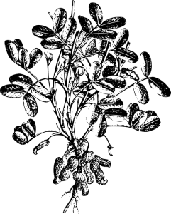 grow your own peanut plant