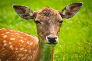 how to keep deer from gobbling your garden