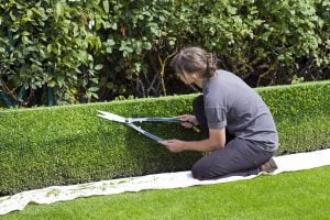 box hedge topiary 869073 960 720