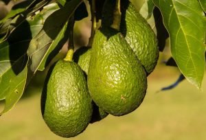 growing your own avocados from seed
