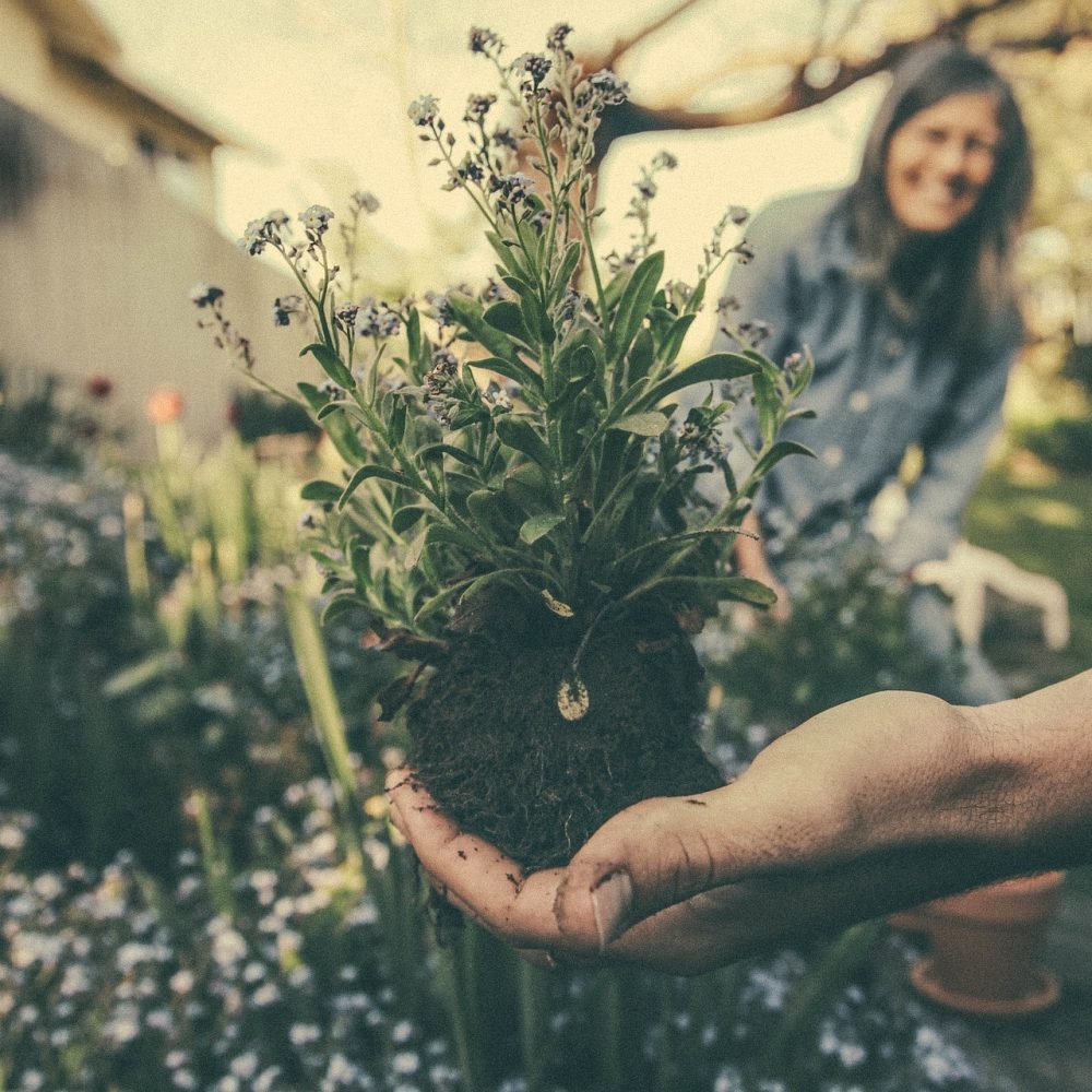 4 Things to Include in a Beginner Gardeners Maintenance Checklist