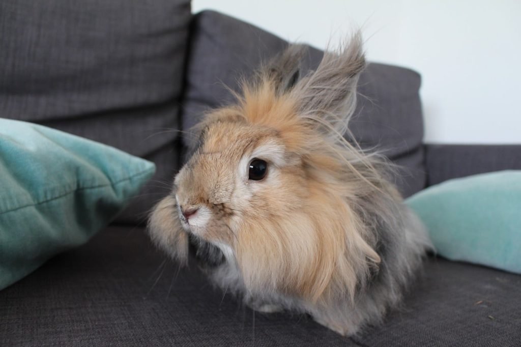 Basic Things to Know About Raising an Angora Rabbit