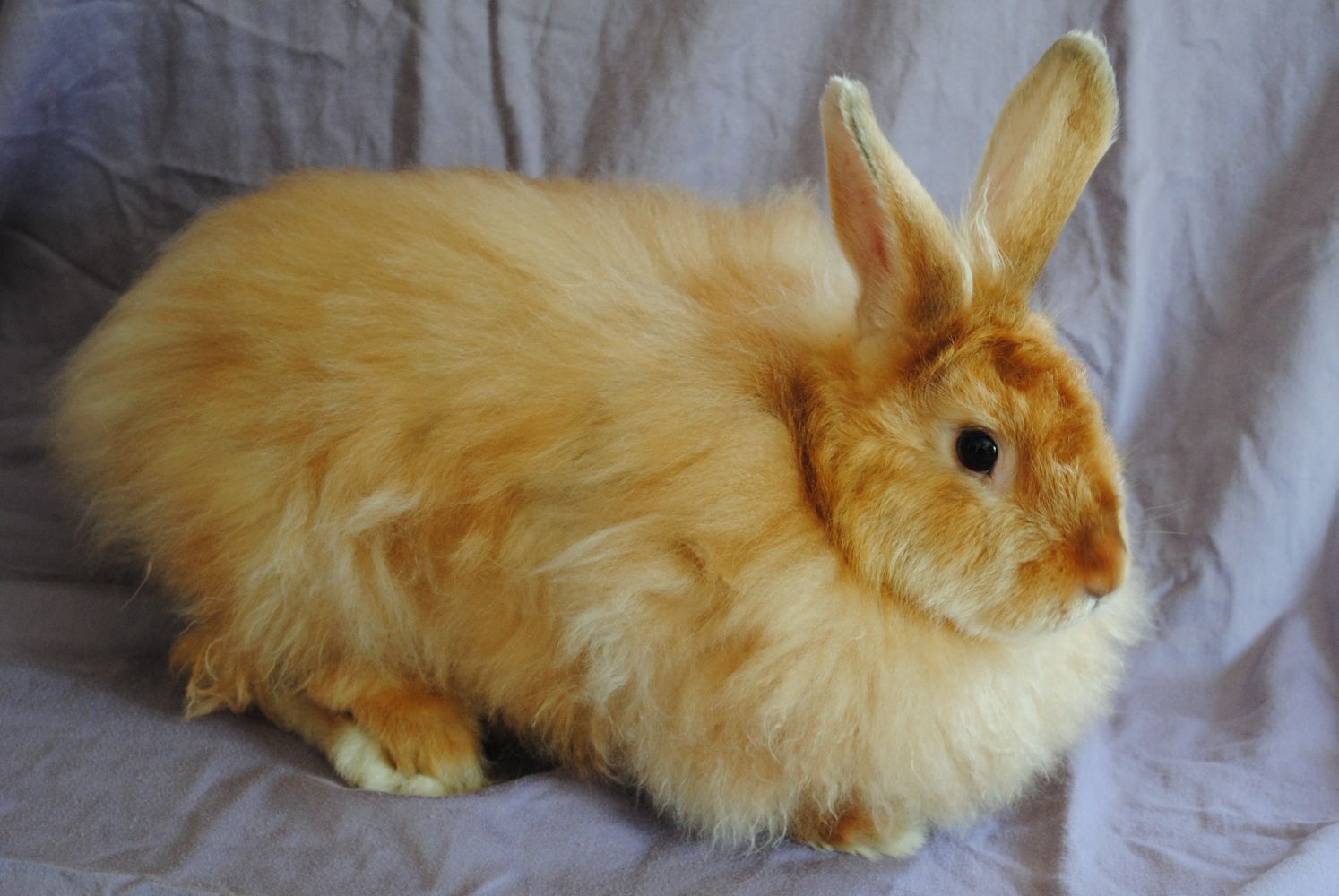 Important Things To Know About Raising An Angora Rabbit