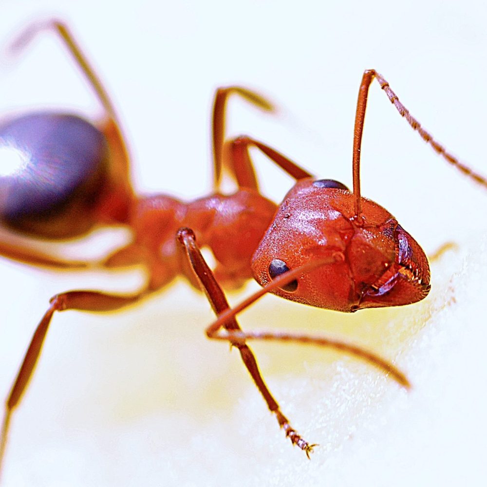 animal ant bug 40825