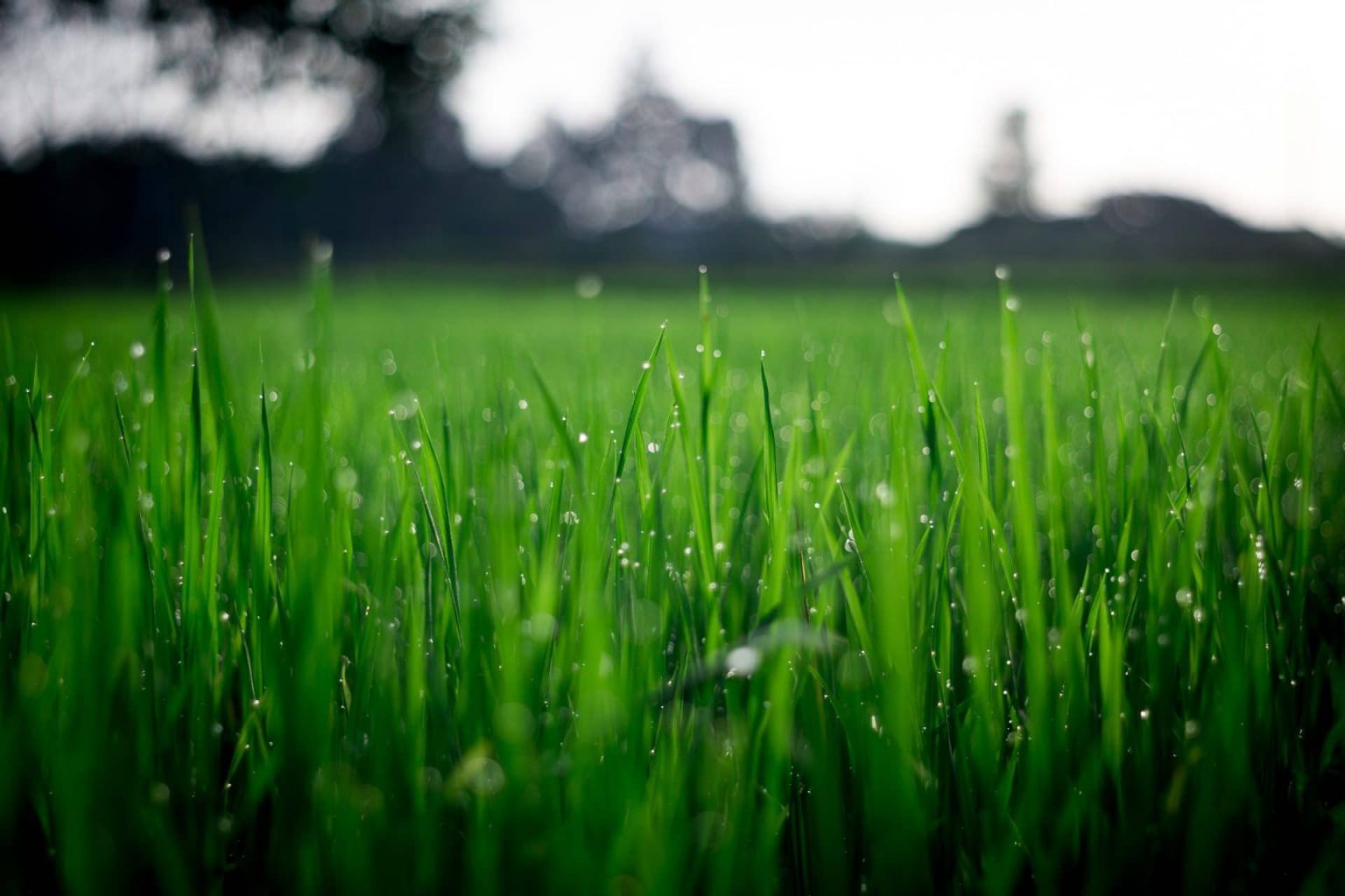 View of The Best Techniques for Lawn Edging