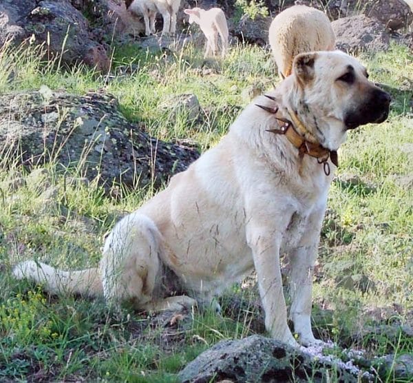 livestock guardian dog