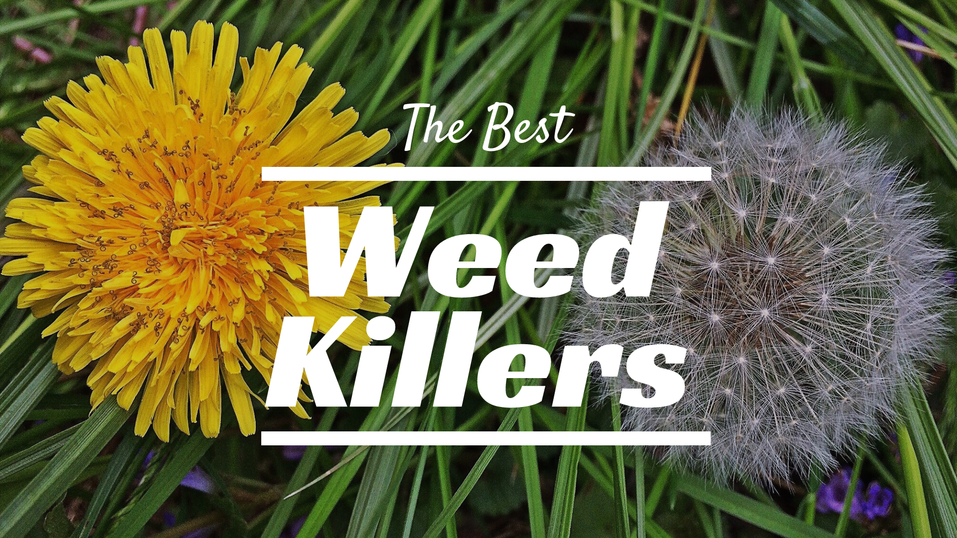 weed killers