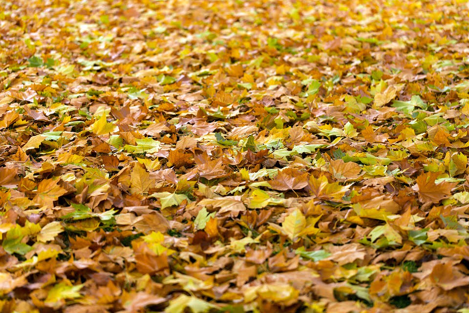 leaf litter, leaf litter habitat, leaf litter community, plant litter definition, litter soil definition, litter science definition, litter layer of soil, litter layer, tree litter, leaf debris, surface litter, plant litter decomposition, plant litter, ground litter, plant detritus, duff soil, leaf litter in deciduous forest ecosystem, plant debris, define leaf litter, duff layer, forest duff, soil litter, leaves, should you remove leaves from flower beds, leaf litter biodiversity, leaf litter meaning 