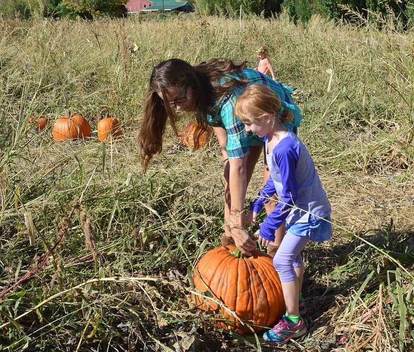 Why You Should Take Your Kids to a Pumpkin Patch for a Day ...