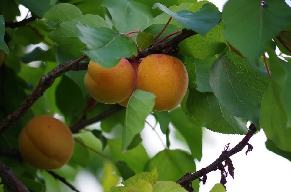 apricot tree, apricot trees for sale, dwarf apricot tree, growing apricots, growing apricot trees, apricot tree for sale near me, apricot tree varieties, apricot sale 