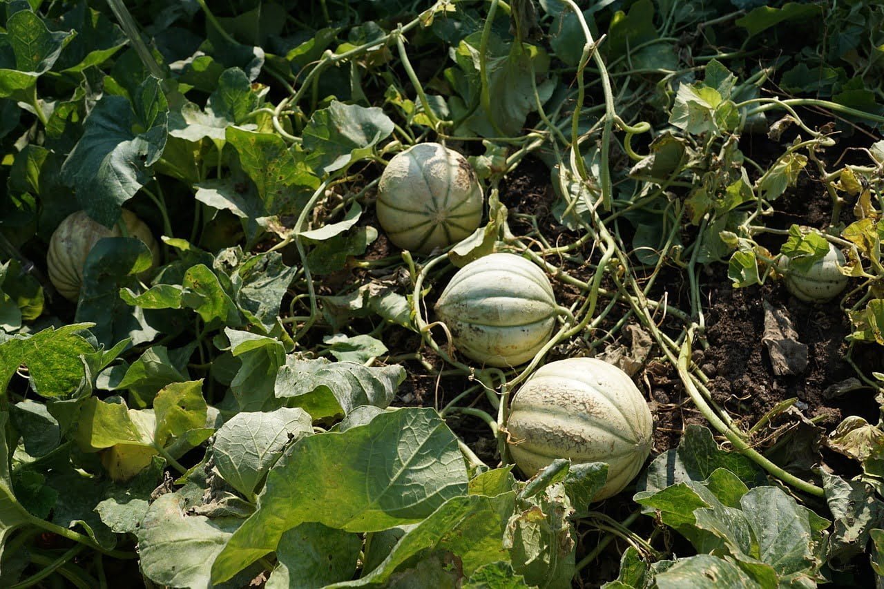 growing cantaloupe