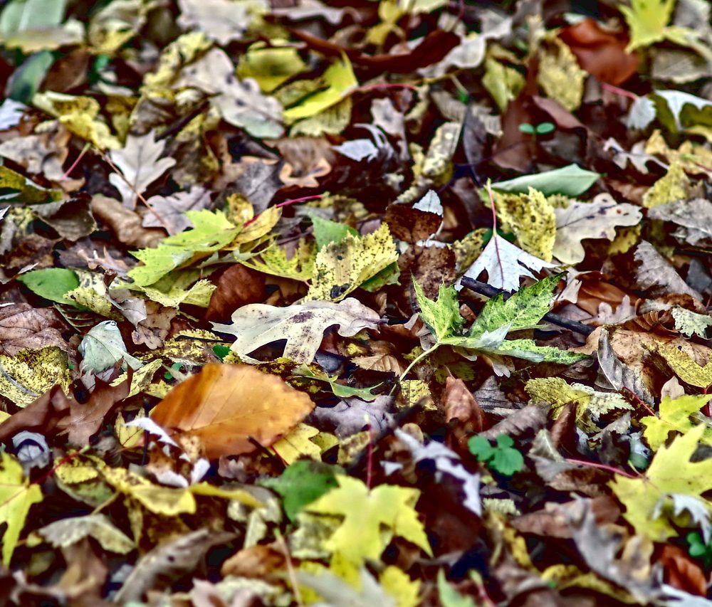 leaf litter