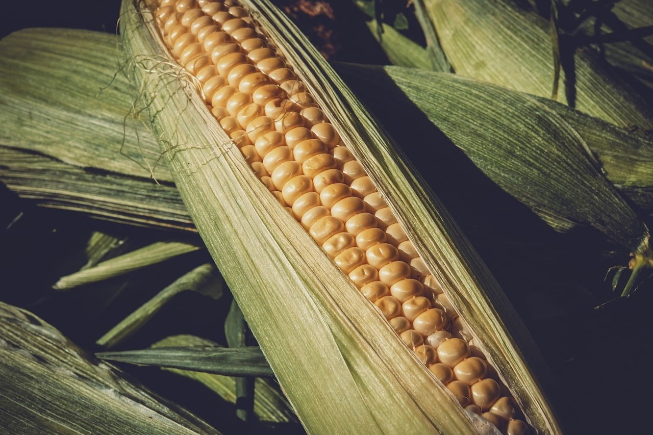 shucking corn