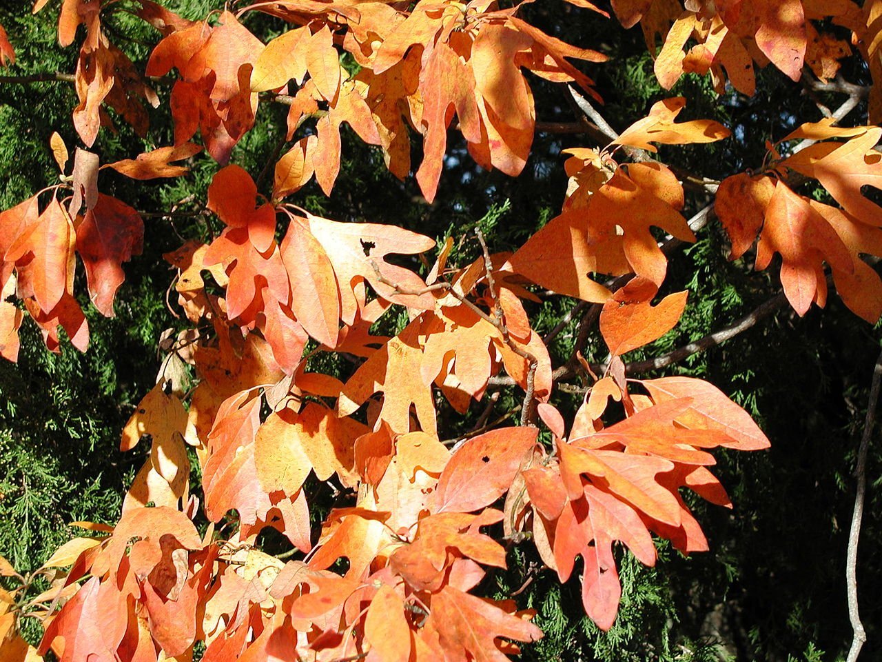 trees with red leaves, fall color trees, yellow leaf trees, autumn trees, maple trees in fall, best trees for fall color, trees that turn red in fall, trees that change color, orange leaf tree, trees in fall, trees in the fall, trees with yellow leaves in fall, colorful trees, red fall leaves, tree in fall, red trees names, trees with red leaves in fall, trees with red leaves all year, trees in autumn, trees that turn yellow in fall, fall maple leaf, maple tree colors, what trees turn red in fall, red trees in fall, beautiful fall trees, trees with colorful leaves, pretty trees in fall, maple tree with orange leaves, most beautiful fall trees, autumn trees and leaves, trees with beautiful fall color, trees that have red leaves all year, tree with white leaves in fall, trees that have red leaves in fall, golden leaf tree species, trees that are red all year, yellow foliage trees, what kind of trees change color in t he fall, trees that leaves turn yellow in fall, trees with bright red leaves in fall , tree color, trees with red leaves year round, a tree in fall, best autumn trees, colorful trees to plant, bright colored trees, orange autumn leaves, red tree types, best fall trees, orange colored trees, oak tree in fall, what maple tree has yellow leaves in the fall, tree foliage, what tree has red leaves, what color do maple trees turn in the fall, pretty leaves, fall leaves tree, what color do maple leaves turn in the fall, tree in the fall, orange fall leaves, trees with red leaves all summer, colors of autumn, fall blooming trees, yellow maple tree, yellow maple leaves in fall, tree with orange leaves in spring, trees in autumn season, colorful autumn trees, which tree changes colors of its leaves, trees with red leaves in summer, colorful shade trees, red foliage trees, bright red trees, yellow fall leaves, orange leaf maple tree, colorful tree types, first trees to change color in fall, small trees that turn red in fall, what trees have leaves that turn red in the fall, trees that leaves change color, purple fall leaves, tree with small yellow leaves in fall, sugar maple fall color, purple leaf maple, best maple trees, orange maple tree, trees with bright fall colors, autumn tree leaves, purple fall foliage, trees with orange fall color, what trees have red leaves, maple tree that turns bright red in fall, red and orange leaves, names of trees with red leaves, what trees have yellow leaves in the fall, leaves in fall, red fall leaf, trees changing colors, fall flowering trees, orange foliage, birch trees in fall, pictures of fall trees, big autumn tree, fall trees images, colourful trees, river birch fall color, bright yellow tree, leaves that turn yellow in fall, autumn yellow, colorful fall foliage, season tree beauty, beautiful colorful trees, purple autumn, colorful autumn, yellow trees images, fall leaf types, birch tree fall color, pretty fall pictures, good trees to plant in fall, autumn leaves pictures, yellow tree name, red autumn trees, autumn leaves name, types of fall leaves, colorful leaves, most colorful fall trees, trees with yellow fall color, fall foliage trees, red colored trees, trees that change colour in autumn, tree with pink flowers in fall, best trees to plant in fall, what trees change color in the fall, autumn tree display, trees in fall season, trees that turn orange in fall, beautiful autumn trees, redbud tree in fall, eastern redbud fall color, redbud in fall, yellow leaf bush, shrubs that turn red in fall, bushes that turn red in fall, fall color plants, eastern redbud tree in fall, fall shrubs, what color is a redbud tree, fall color shrubs, tree with yellow branches, tree colour, shrubs that change color in fall, bright fall pictures, pretty trees, small trees to plant in fall, forest pansy redbud fall color, bushes that turn red in autumn, bright red fall shrub, maple tree fall leaf color, bare fall tree, red bushes in fall, fall color landscaping, tree with white leaves in spring, tree with orange fruit in fall, tree with bright red berries in fall, a fall tree, color tree, tree with bright red flowers, trees with burgundy leaves, bush red leaves in fall, orange colored tree logo, maple tree fall colors, ash tree in fall, oak tree fall color, linden tree fall color, pecan tree fall color
