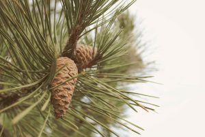 Christmas trees, pine, fir, spruce