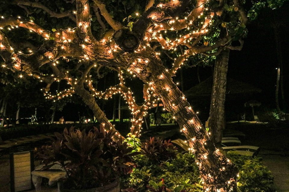 Outdoor Christmas Lights on Trees