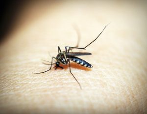 prevent mosquito bites naturally, repellant, natural, bug