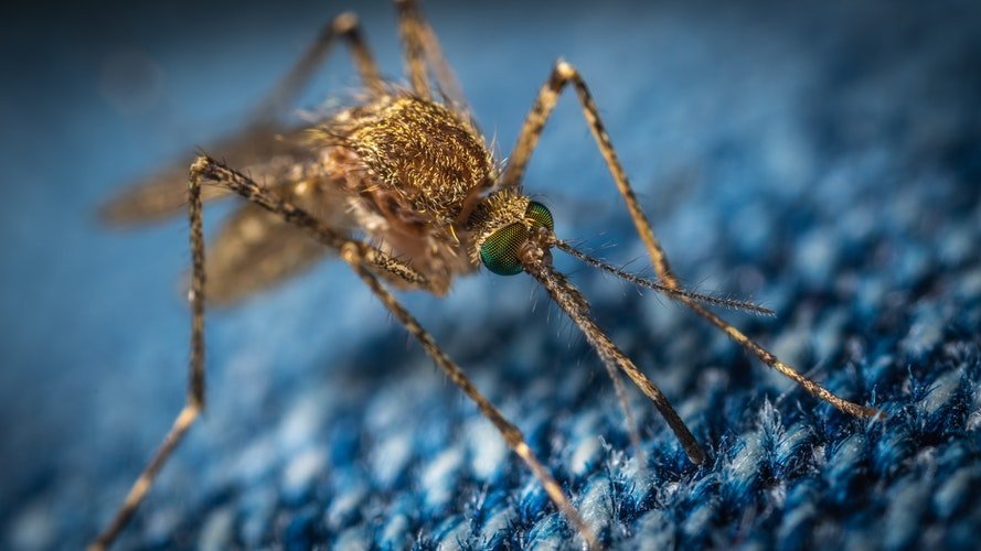 prevent mosquito bites naturally