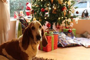 pet gifts, dog, cat, Christmas