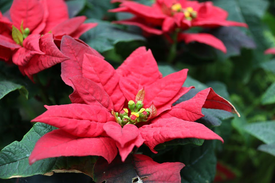 poinsettia care, poinsettia, poinsettia flower, poinsettia meaning, pink poinsettia, red christmas flower, poinsettia tree, poinsettia plant, poinsettia facts, christmas poinsettias, red poinsettia, red christmas plant, how to take care of a poinsettia, poinsettia history, christmas flowers poinsettias, what is the christmas flower 