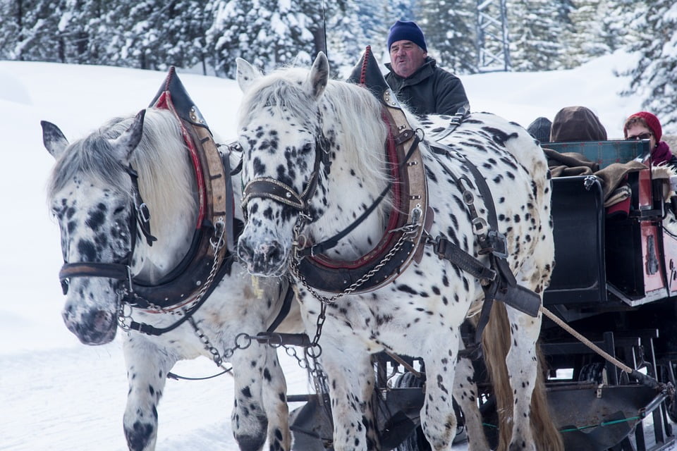 Why You Need to Go on a Sleigh Ride This Winter
