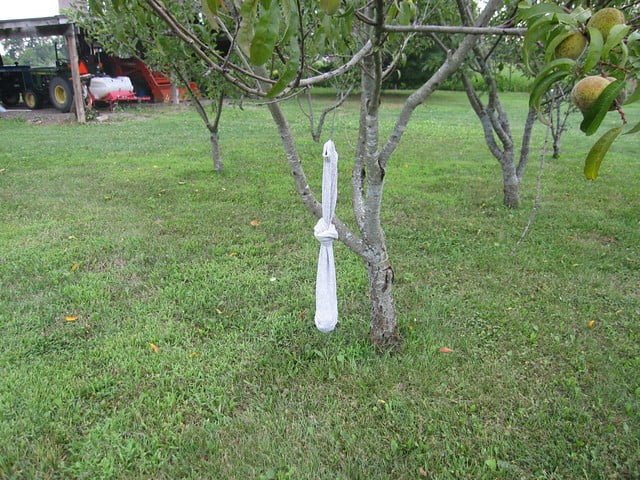 white towel hanged in a tree