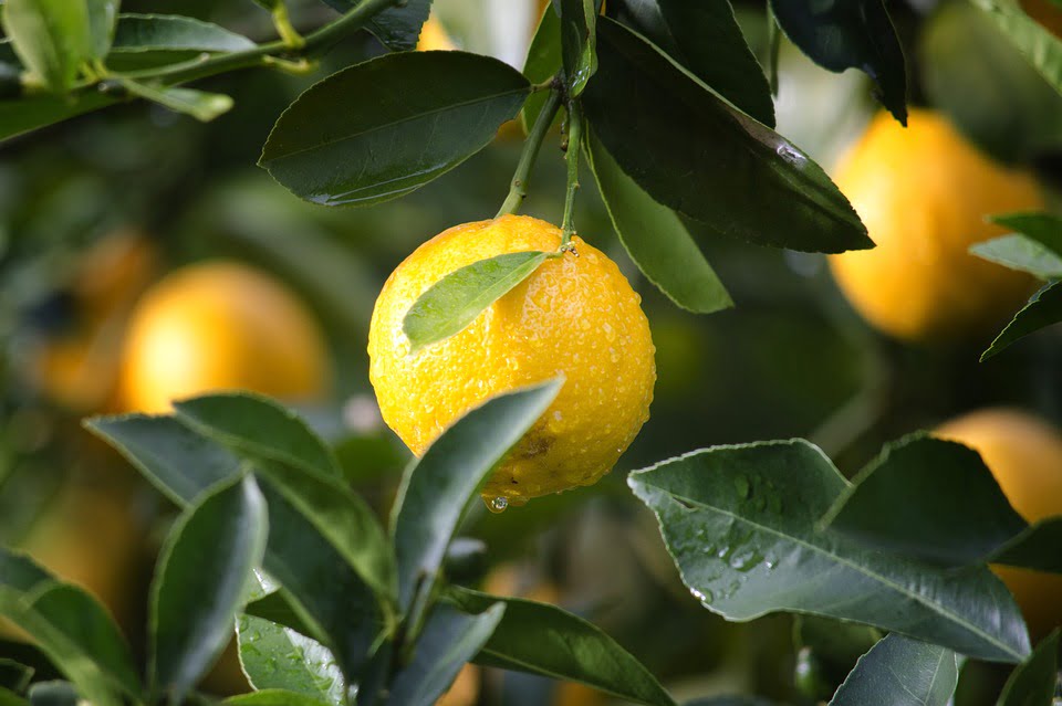 a lemon fruit