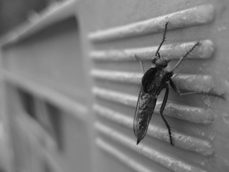 grayscale fly