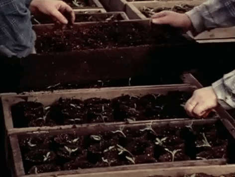 two persons planting together