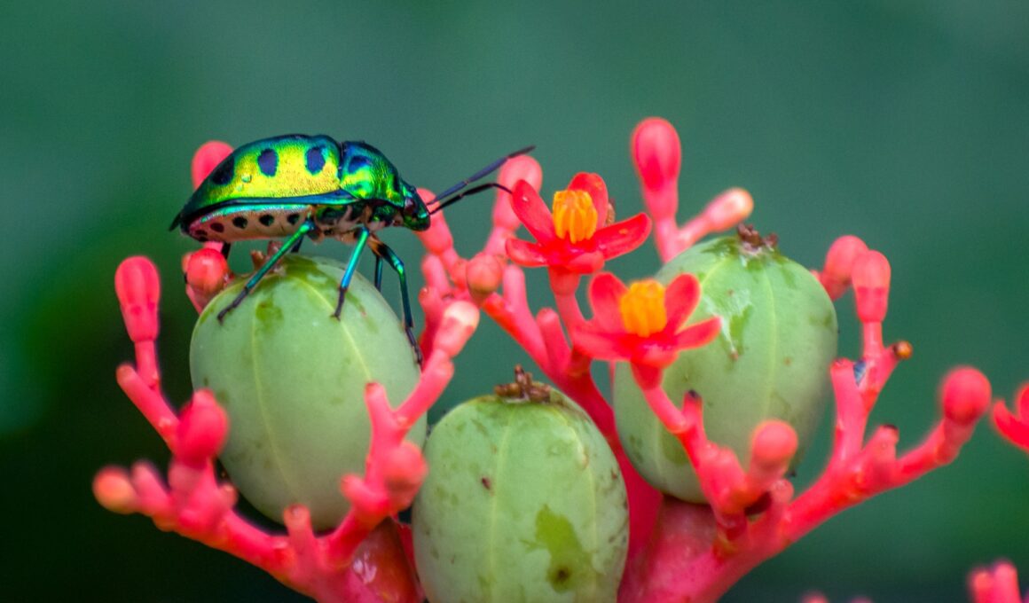 Attracting Beneficial Insects To Your Garden