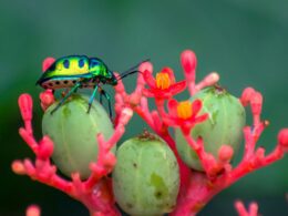 Attracting Beneficial Insects To Your Garden