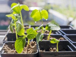 Sustainable Gardening On A Budget