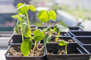 Sustainable Gardening On A Budget