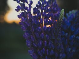 Selective Focus Photography of Purple Lupine Flowers