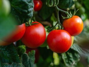 tomatoes, vegetables, fresh