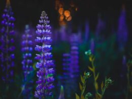 Depth of Field Photography of Purple Flowers