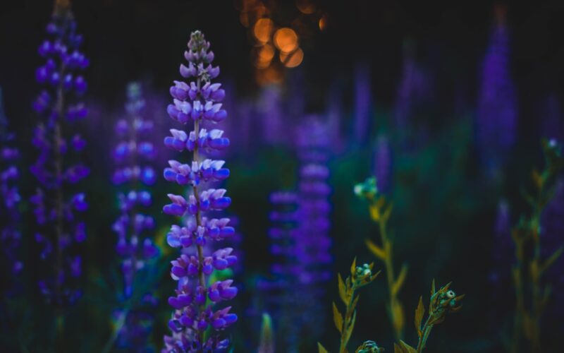 Depth of Field Photography of Purple Flowers