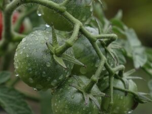 tomatoes, green, immature
