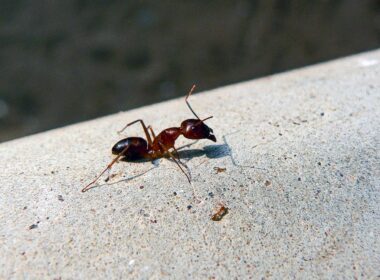 Ants On Patio