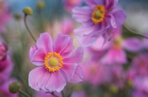selective photo of pink flowers