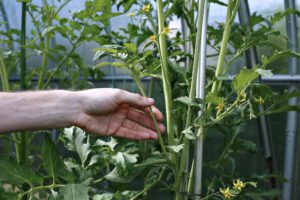 Should You Pick the Flowers off Your Tomato Plants