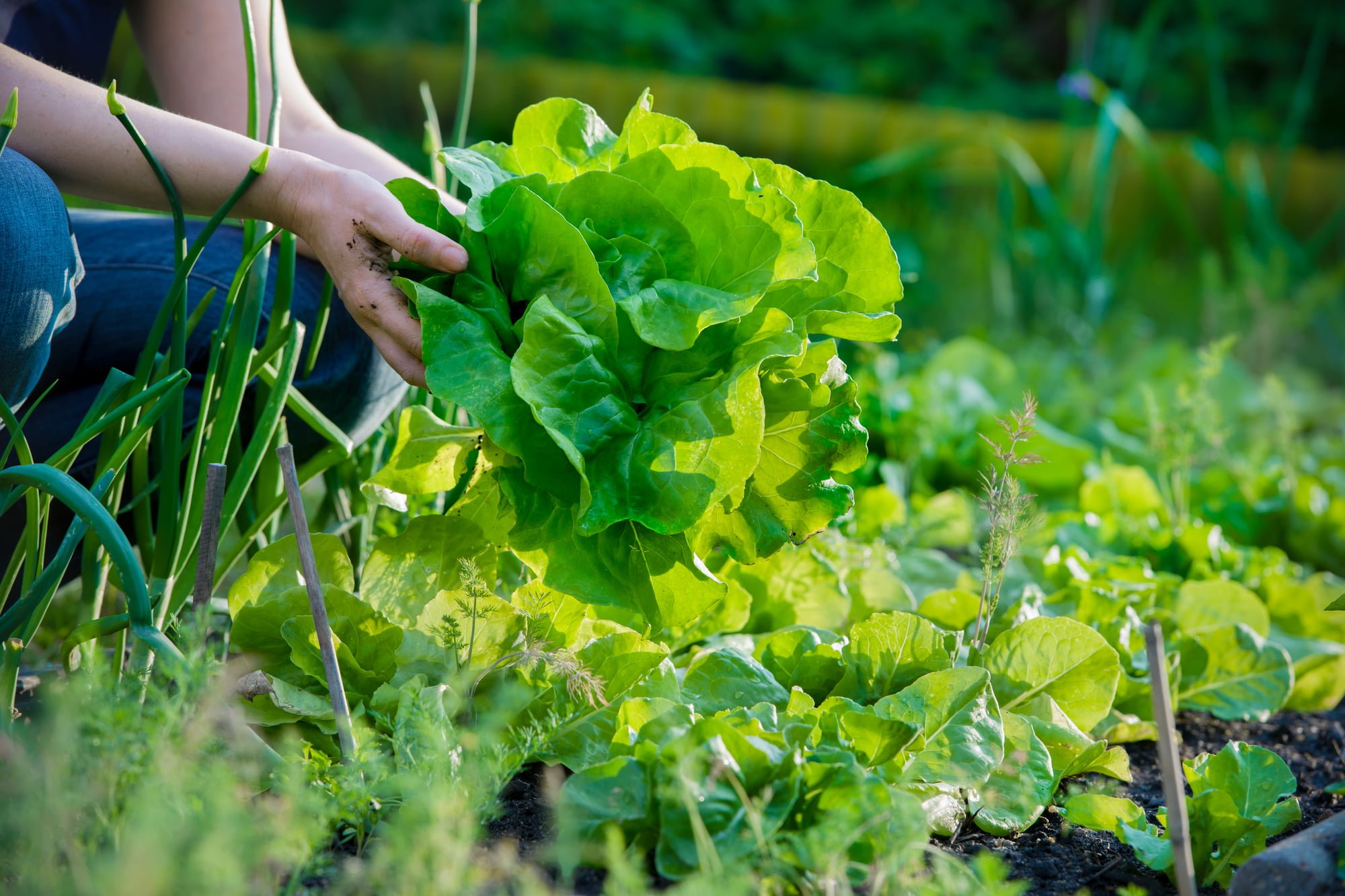 Spring Vegetables To Plant: Tips And Techniques For A Bountiful Harvest