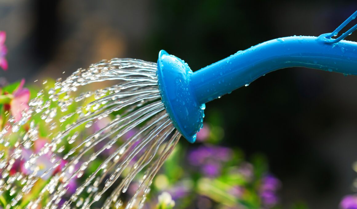 Summer Watering Tips