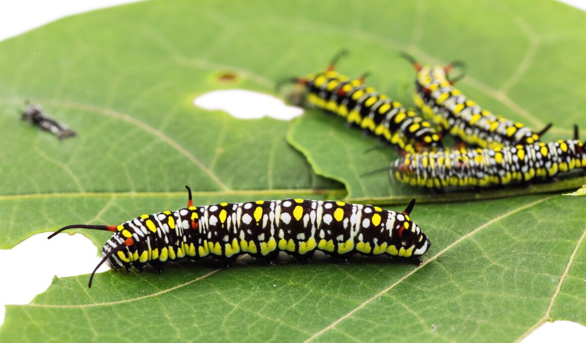 What Do Caterpillars Eat