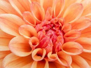 orange flower in macro lens