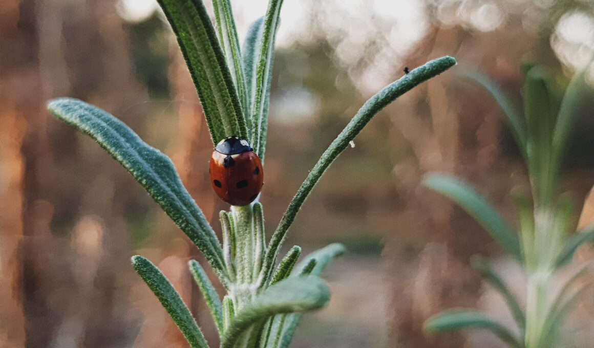 red ladybug on green leaf