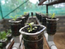 plant, hydroponic, growth