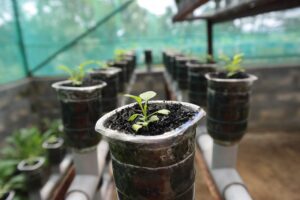 plant, hydroponic, growth