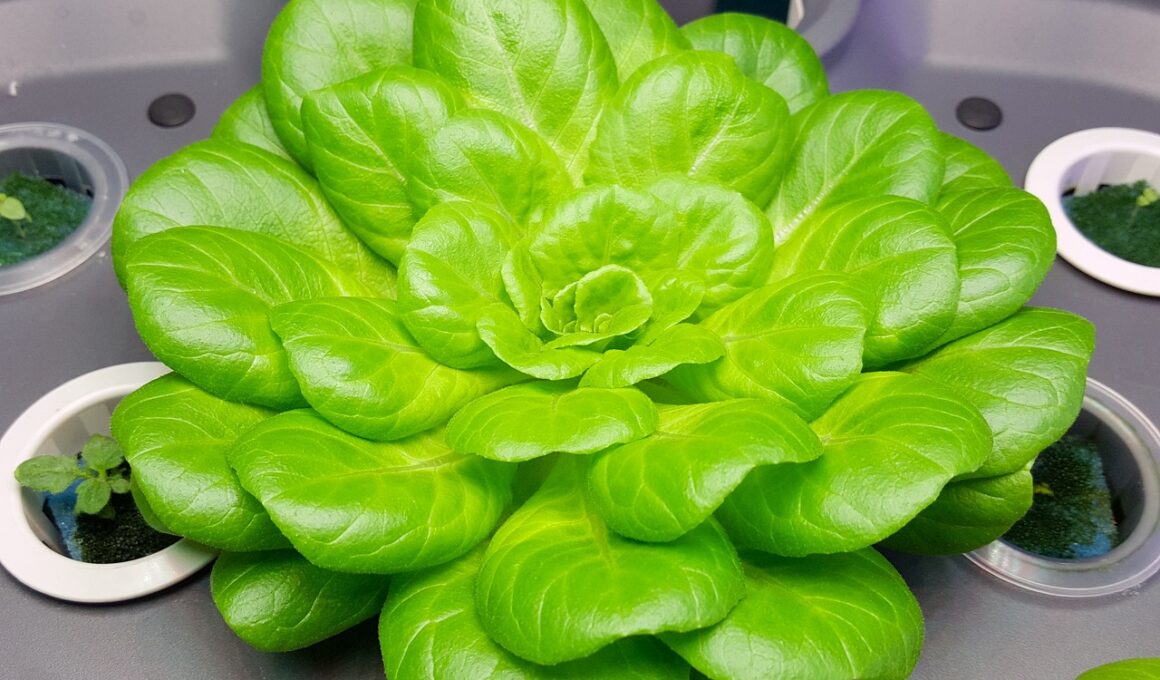 lettuce, flower, vegetable